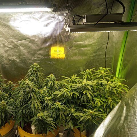 3 X Gelato Autos growlog photo: New XS 1500 PRO 