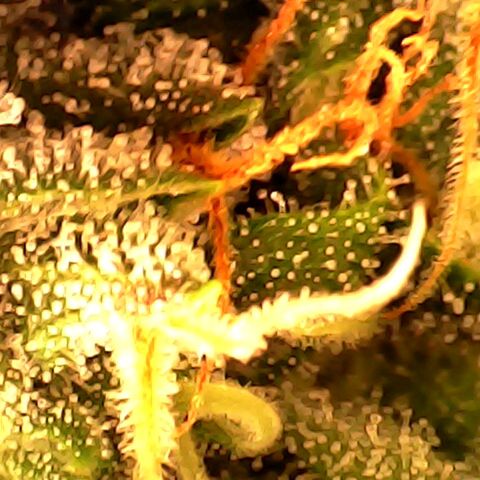 3 X Gelato Autos growlog timeline photo