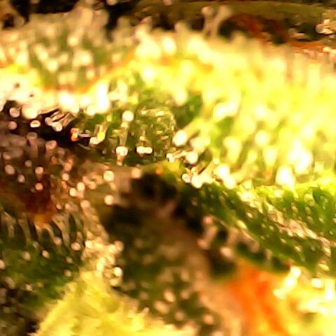 3 X Gelato Autos growlog timeline photo