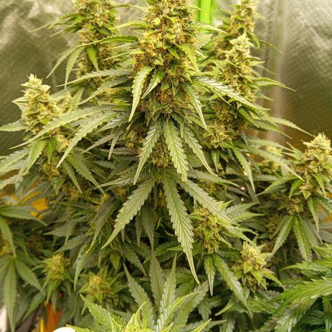 3 X Gelato Autos growlog photo: All looking good but all looking different, smell is very similar on each plant. Interesting they all do there own thing.