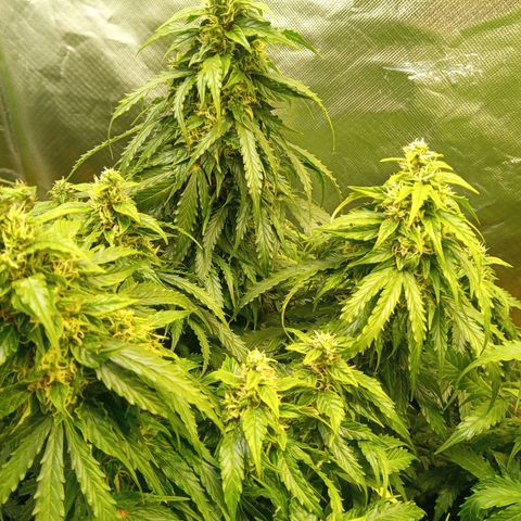 3 X Gelato Autos growlog photo: All looking good but all looking different, smell is very similar on each plant. Interesting they all do there own thing.