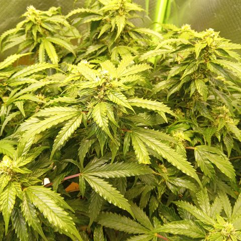 3 X Gelato Autos growlog photo: All looking good but all looking different, smell is very similar on each plant. Interesting they all do there own thing.