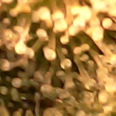 3 X Gelato Autos growlog photo: Trichomes looking 👍 no sign of amber ones