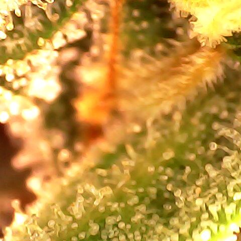 3 X Gelato Autos growlog timeline photo