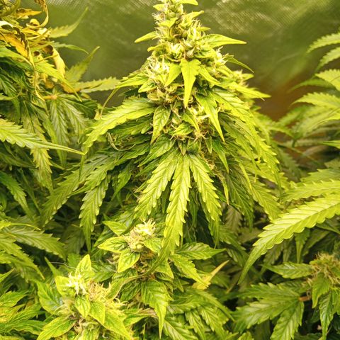 3 X Gelato Autos growlog photo: Some photos all looking good, some leaf is dying on the big heads but l think it's all just part of the process