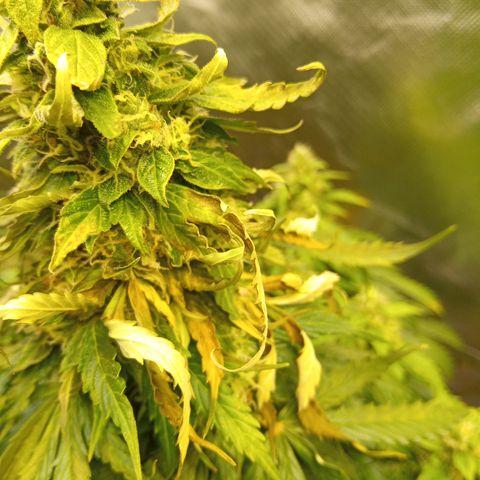 3 X Gelato Autos growlog photo: Some photos all looking good, some leaf is dying on the big heads but l think it's all just part of the process