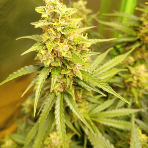 3 X Gelato Autos growlog photo: Some photos all looking good, some leaf is dying on the big heads but l think it's all just part of the process