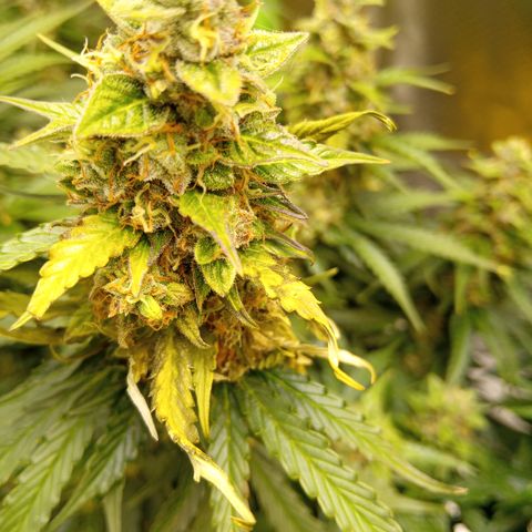 3 X Gelato Autos growlog photo: Some photos all looking good, some leaf is dying on the big heads but l think it's all just part of the process
