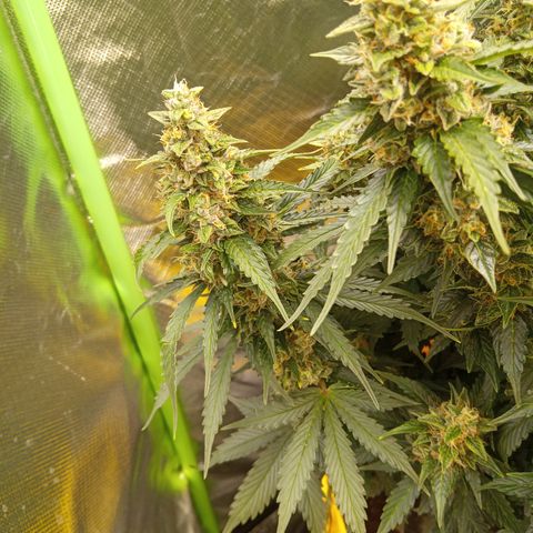 3 X Gelato Autos growlog photo: Some photos all looking good, some leaf is dying on the big heads but l think it's all just part of the process