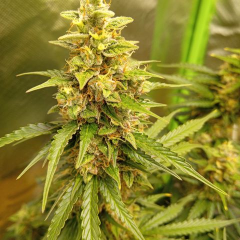 3 X Gelato Autos growlog photo: Some photos all looking good, some leaf is dying on the big heads but l think it's all just part of the process