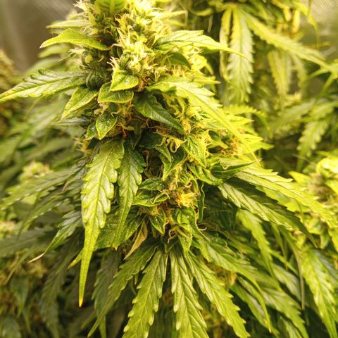 3 X Gelato Autos growlog photo: Some photos all looking good, some leaf is dying on the big heads but l think it's all just part of the process