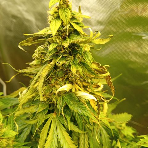 3 X Gelato Autos growlog photo: Some photos all looking good, some leaf is dying on the big heads but l think it's all just part of the process