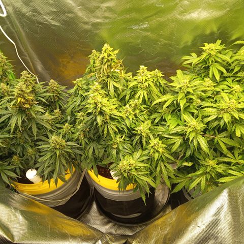 3 X Gelato Autos growlog photo: Some photos all looking good, some leaf is dying on the big heads but l think it's all just part of the process