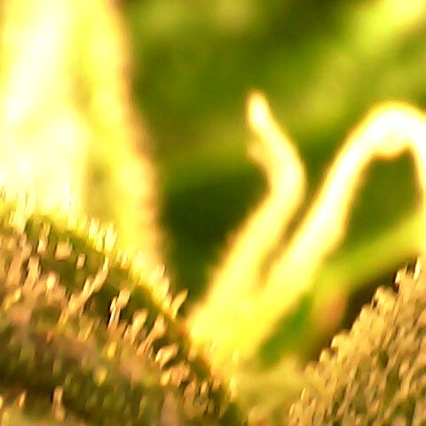 3 X Gelato Autos growlog photo: Trichomes nearly done