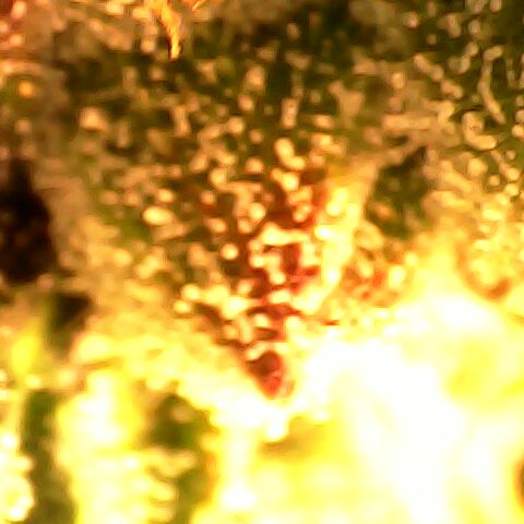 3 X Gelato Autos growlog photo: Trichomes nearly done