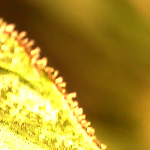 3 X Gelato Autos growlog photo: Trichomes nearly done