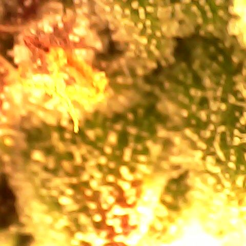 3 X Gelato Autos growlog photo: Trichomes nearly done
