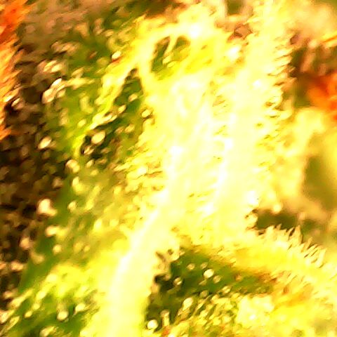 3 X Gelato Autos growlog photo: Trichomes nearly done