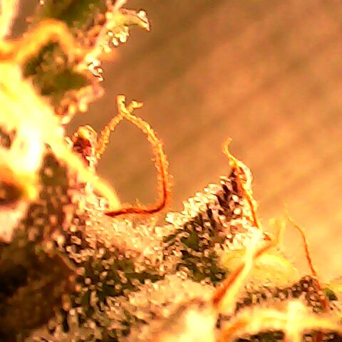 3 X Gelato Autos growlog timeline photo