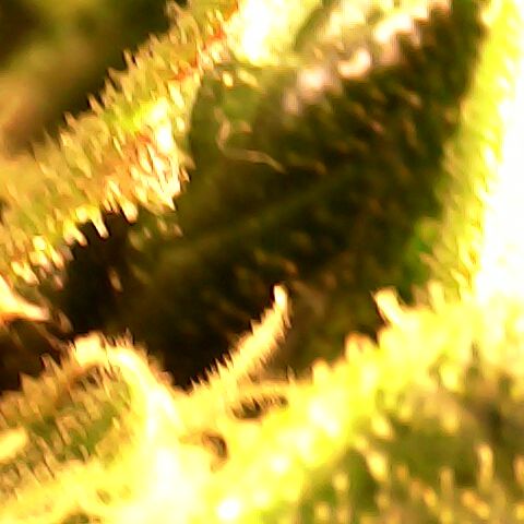 3 X Gelato Autos growlog photo: Trichomes nearly done