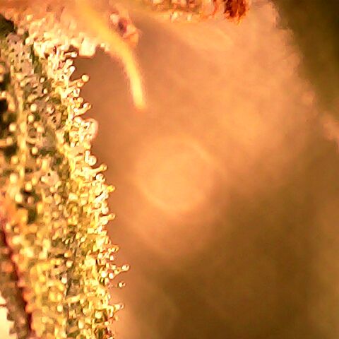 3 X Gelato Autos growlog timeline photo