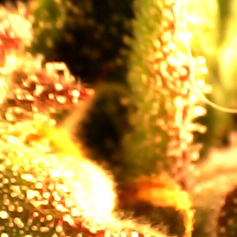 3 X Gelato Autos growlog photo: Trichomes nearly done