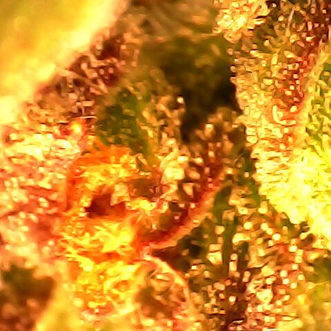 3 X Gelato Autos growlog timeline photo