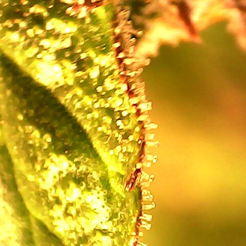 3 X Gelato Autos growlog timeline photo
