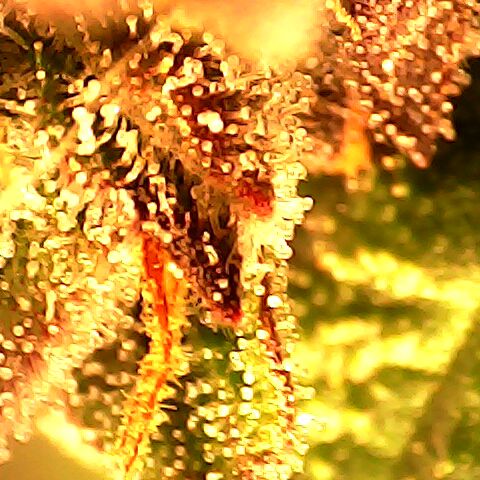 3 X Gelato Autos growlog timeline photo