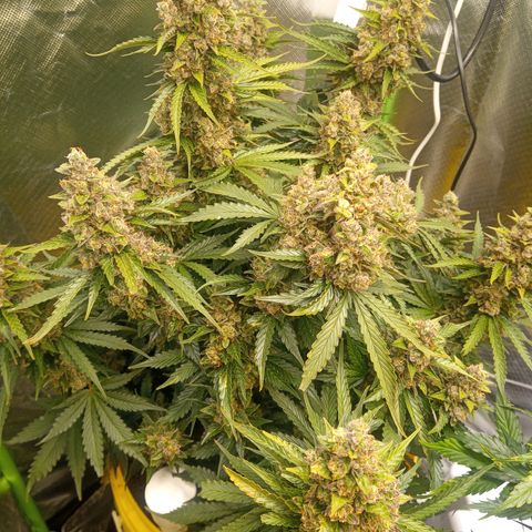 3 X Gelato Autos growlog timeline photo