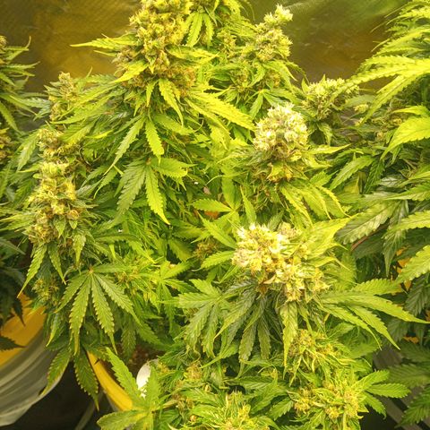 3 X Gelato Autos growlog timeline photo