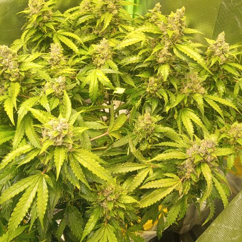 3 X Gelato Autos growlog timeline photo
