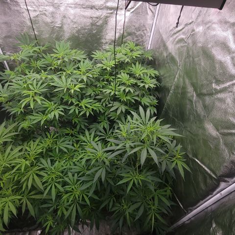 Northern Lights #1 growlog timeline photo