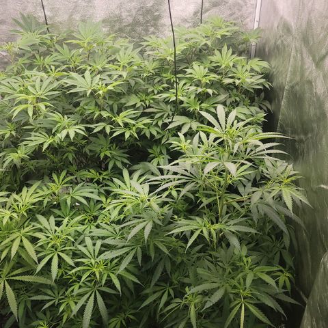Northern Lights #1 growlog timeline photo