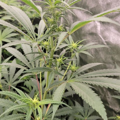 Northern Lights #1 growlog timeline photo