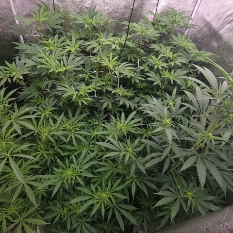 Northern Lights #1 growlog timeline photo