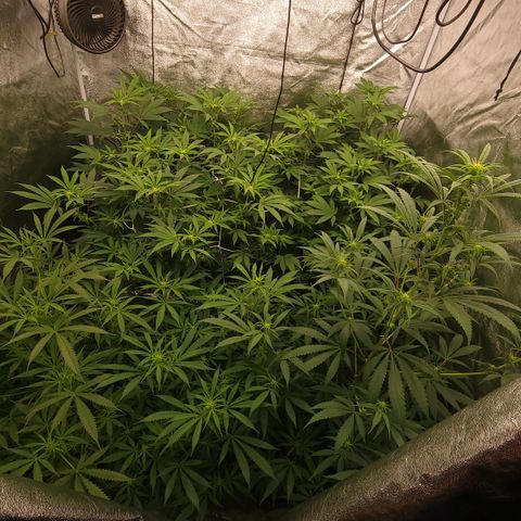 Northern Lights #1 growlog timeline photo