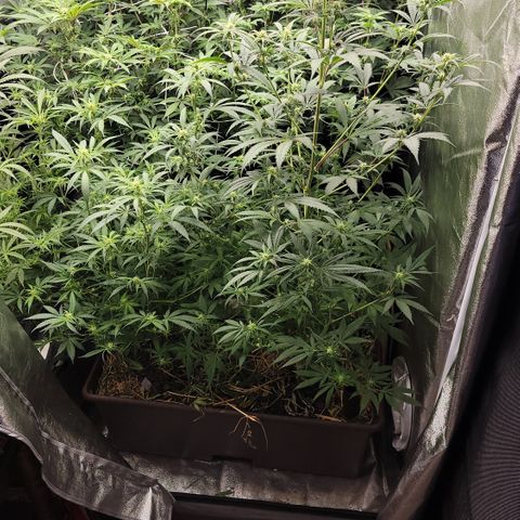 Northern Lights #1 growlog timeline photo
