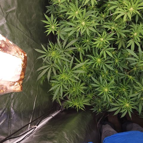 Northern Lights #1 growlog timeline photo