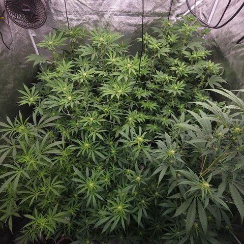 Northern Lights #1 growlog timeline photo