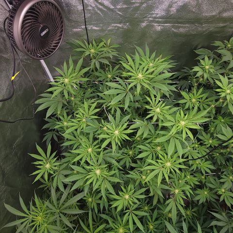 Northern Lights #1 growlog timeline photo