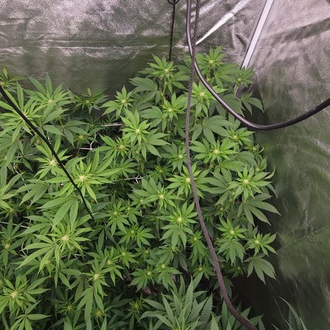 Northern Lights #1 growlog timeline photo