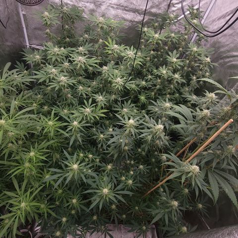 Northern Lights #1 growlog timeline photo