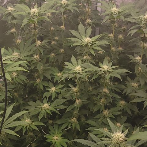 Northern Lights #1 growlog timeline photo