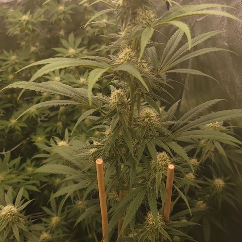 Northern Lights #1 growlog timeline photo