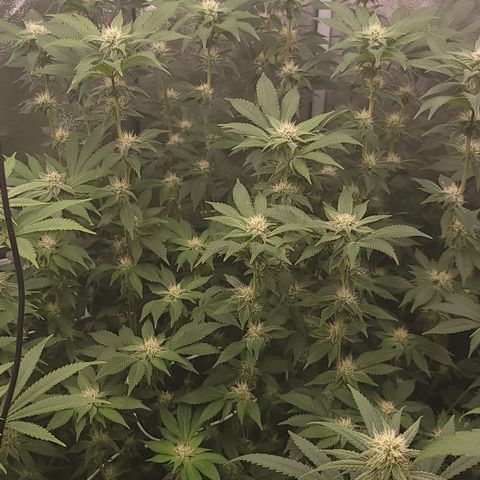 Northern Lights #1 growlog timeline photo