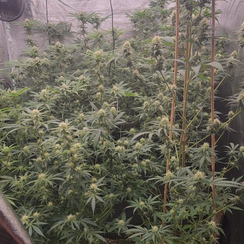 Northern Lights #1 growlog timeline photo
