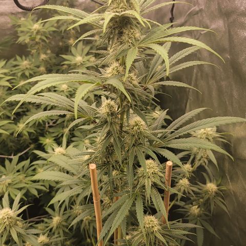 Northern Lights #1 growlog timeline photo