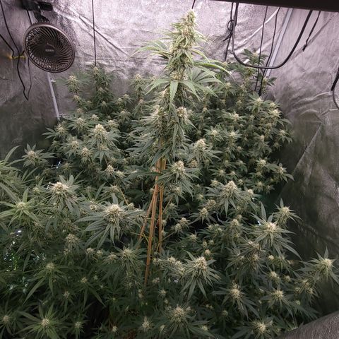 Northern Lights #1 growlog timeline photo