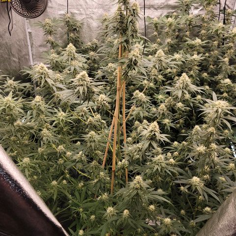 Northern Lights #1 growlog timeline photo